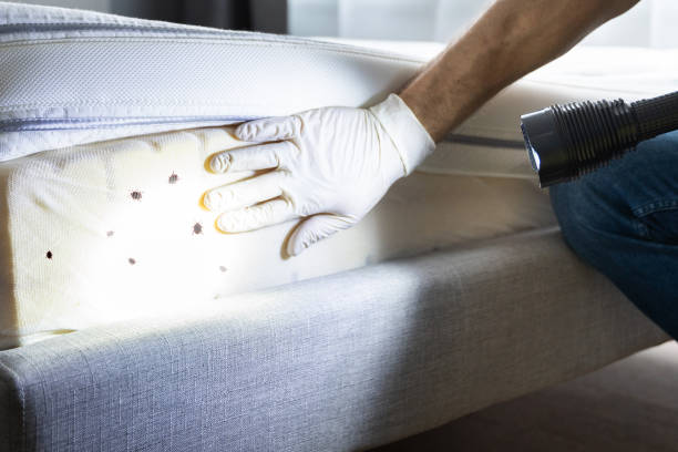 Best Termite Control Services  in Brewster Heights, NY
